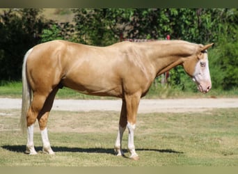American Paint Horse, Wallach, 5 Jahre, Overo-alle-Farben