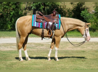 American Paint Horse, Wallach, 5 Jahre, Overo-alle-Farben