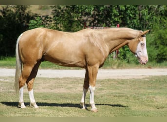 American Paint Horse, Wallach, 5 Jahre, Palomino