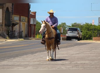 American Paint Horse, Wallach, 5 Jahre, Palomino