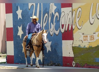 American Paint Horse, Wallach, 5 Jahre, Palomino