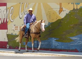 American Paint Horse, Wallach, 5 Jahre, Palomino