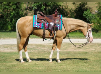 American Paint Horse, Wallach, 5 Jahre, Palomino