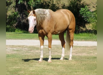 American Paint Horse, Wallach, 5 Jahre, Palomino