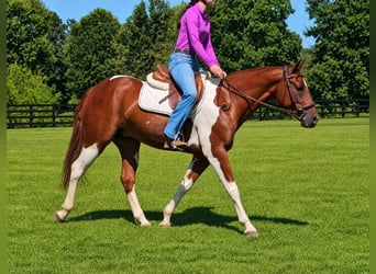 American Paint Horse, Wallach, 5 Jahre, Schecke