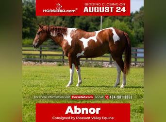 American Paint Horse, Wallach, 5 Jahre, Schecke