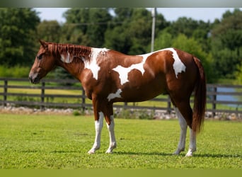 American Paint Horse, Wallach, 5 Jahre, Schecke