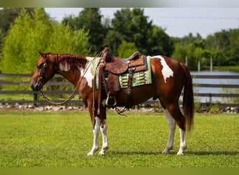 American Paint Horse, Wallach, 5 Jahre, Schecke