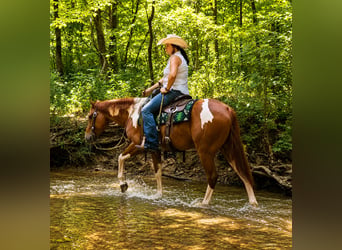 American Paint Horse, Wallach, 5 Jahre, Schecke