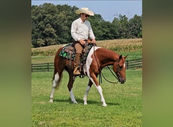 American Paint Horse, Wallach, 5 Jahre, Schecke