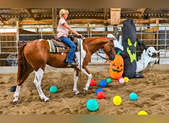 American Paint Horse, Wallach, 5 Jahre, Schecke