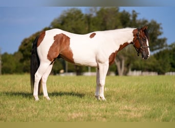 American Paint Horse, Wallach, 5 Jahre, Schecke