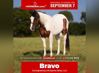 American Paint Horse, Wallach, 5 Jahre, Schecke