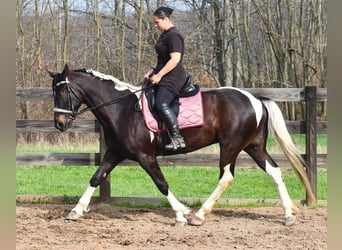American Paint Horse Mix, Wallach, 5 Jahre, Schecke