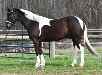 American Paint Horse Mix, Wallach, 5 Jahre, Schecke