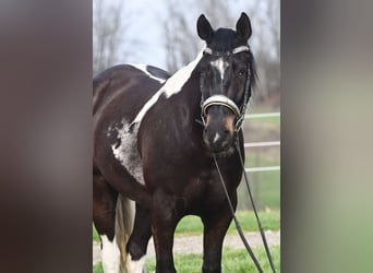 American Paint Horse Mix, Wallach, 5 Jahre, Schecke