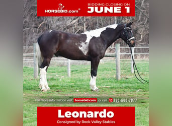 American Paint Horse Mix, Wallach, 5 Jahre, Schecke