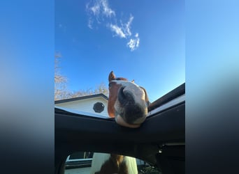 American Paint Horse, Wallach, 5 Jahre, Schecke
