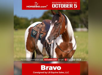 American Paint Horse, Wallach, 5 Jahre, Schecke