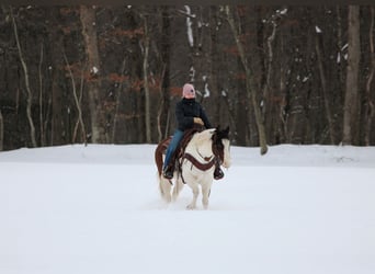 American Paint Horse, Wallach, 6 Jahre, 145 cm, Schecke