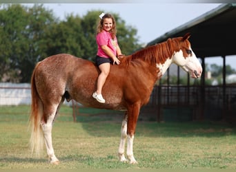 American Paint Horse, Wallach, 6 Jahre, 145 cm, Tobiano-alle-Farben