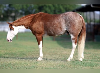 American Paint Horse, Wallach, 6 Jahre, 145 cm, Tobiano-alle-Farben