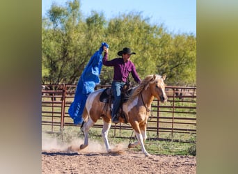 American Paint Horse, Wallach, 6 Jahre, 147 cm, Schecke