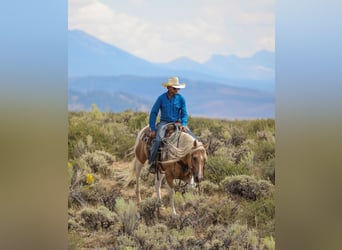 American Paint Horse, Wallach, 6 Jahre, 147 cm, Schecke