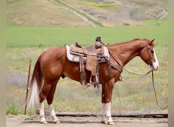 American Paint Horse, Wallach, 6 Jahre, 150 cm, Dunkelfuchs