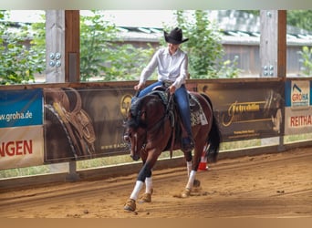 American Paint Horse, Wallach, 6 Jahre, 152 cm, Brauner