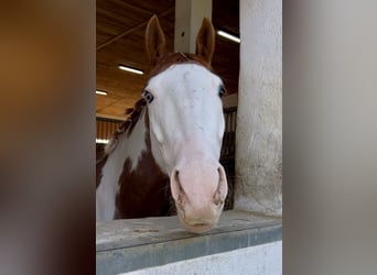 American Paint Horse, Wallach, 6 Jahre, 152 cm, Overo-alle-Farben