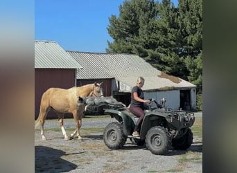American Paint Horse, Wallach, 6 Jahre, 152 cm, Palomino