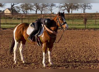 American Paint Horse, Wallach, 6 Jahre, 152 cm, Schecke