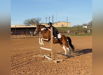 American Paint Horse, Wallach, 6 Jahre, 152 cm, Schecke