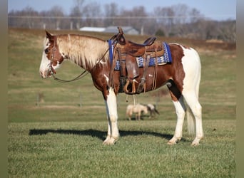 American Paint Horse, Wallach, 6 Jahre, 152 cm, Tobiano-alle-Farben