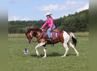 American Paint Horse, Wallach, 6 Jahre, 152 cm