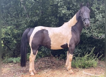 American Paint Horse, Wallach, 6 Jahre, 153 cm, Schecke