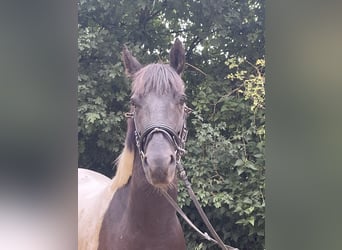 American Paint Horse, Wallach, 6 Jahre, 153 cm, Schecke