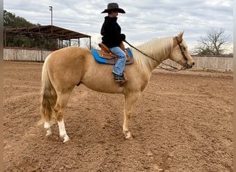 American Paint Horse, Wallach, 6 Jahre, 155 cm, Palomino