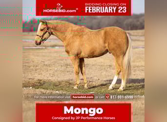 American Paint Horse, Wallach, 6 Jahre, 155 cm, Palomino