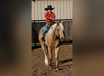 American Paint Horse, Wallach, 6 Jahre, 155 cm, Palomino