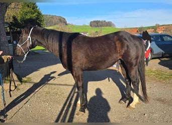 American Paint Horse, Wallach, 6 Jahre, 155 cm, Rappe