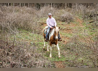 American Paint Horse, Wallach, 6 Jahre, 155 cm, Schecke