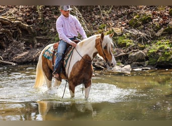 American Paint Horse, Wallach, 6 Jahre, 155 cm, Schecke