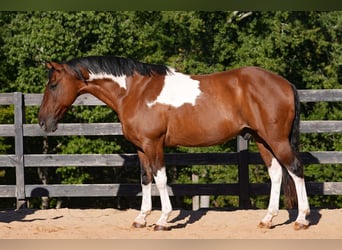 American Paint Horse Mix, Wallach, 6 Jahre, 155 cm