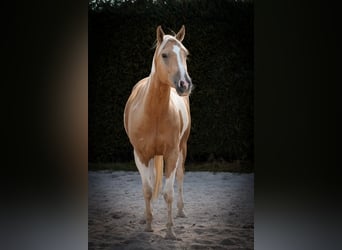 American Paint Horse, Wallach, 6 Jahre, 156 cm, Palomino