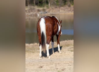 American Paint Horse, Wallach, 6 Jahre, 157 cm, Rotbrauner