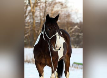 American Paint Horse, Wallach, 6 Jahre, 157 cm, Tobiano-alle-Farben