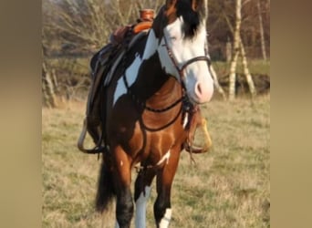 American Paint Horse Mix, Wallach, 6 Jahre, 157 cm, Tovero-alle-Farben