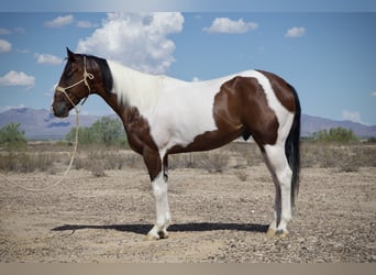 American Paint Horse, Wallach, 6 Jahre, 160 cm, Schecke